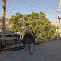 کفتر یا کبوتر