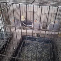 عروس‌هلندی