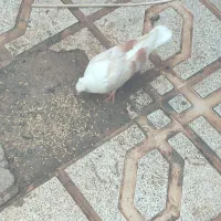 پشت