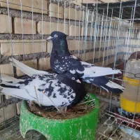 کبوتر