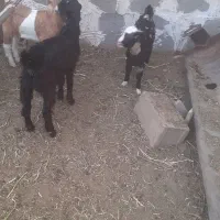 فروش ۶تا کهره نر