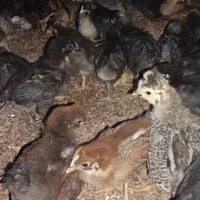 جوجه‌ مرغ محلی سن ۱ماه