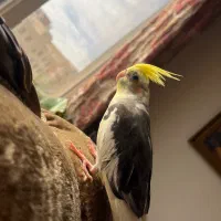 عروس هلندی