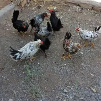 تعدادی جوجه خروس گلین و بومی
