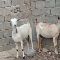 بز داشتی