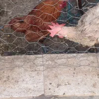 خروس
