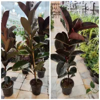 گل فیکوس آلمانی بلک آگلونما سانسوریا پتوس بنجامین