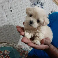 سگ پاکوتاه