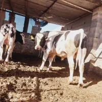 گوساله نر چاق