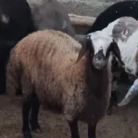میش