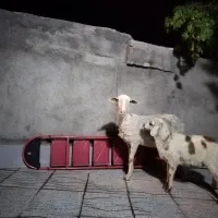 میش لاکن بره نر سه قلو زا