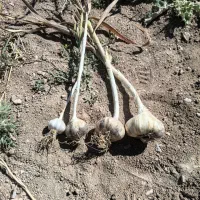 سیر خشک سفید ارگانیک سیر را مستقیم از کشاورز بخرید