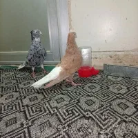 رنگی