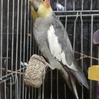 عروس نر رام و بالغ