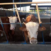 گوساله سیمینتال