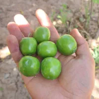 گوجه سبز ، آلوچه