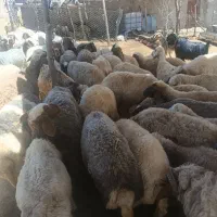 میش|حیوانات مزرعه|نائین, |دیوار