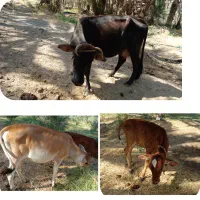 یه گاو با دوتا گوساله