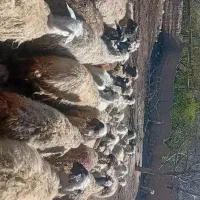 گوسفند|حیوانات مزرعه|ماکو, |دیوار