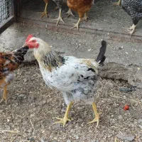خروس شش ماهه درشت