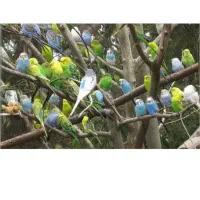 مرغ عشق کلکسیونی نر و ماده معاوضه