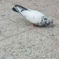کبوتر