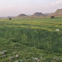 چوپان یک سال مرتع