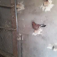 پرنده|پرنده|اهواز, شهرک برق|دیوار