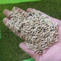 جو دامی