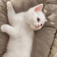 بچه گربه نژاد ترکیبی