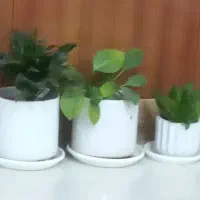گل همراه با گلدون