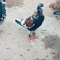 نروماده افغان درجه یک قیمت بالا