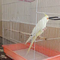 قفس کلبه ای