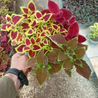 گل کاری و باغچه کاری و فروش انواع گل و گیاه