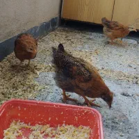 جوجه سه و نیم ماهه