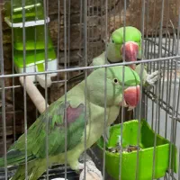 شاه طوطی کاملا سالم