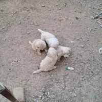 سگ پا کوتاه
