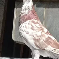 کبوتر ماده
