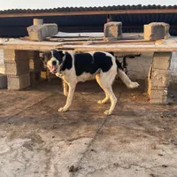 سگ نگهبان|سگ|قم, بیانی|دیوار