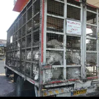 فروش بوقلمون بیوتی/ یکماهه یکروزه/خدمات|حیوانات مزرعه|تهران, فرودگاه مهرآباد|دیوار