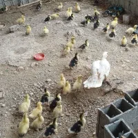 جوجه اردک اسرائیلی
