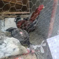 خروس