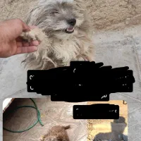سگ گمشده