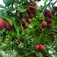الو بخارا قرمز ،خوشمزه ،درشت
