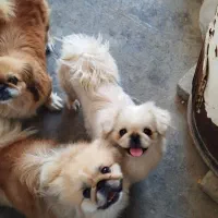 پیکینیز امپریال اصل مولد