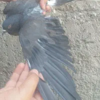 بادونجونی ماد