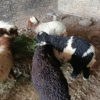 8عدد بره|حیوانات مزرعه|خرمشهر, |دیوار