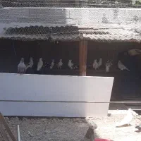 کبوتر