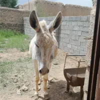 خرماده|حیوانات مزرعه|قره چای, |دیوار