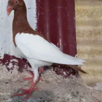 دنش یهود